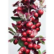 Jabloň 'Red Sensation' květináč 5 litrů, sloupová, výška 80/100cm, podzimní, CIZOSPRAŠNÁ