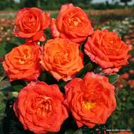 Růže Kordes 'Feurio' 2 litry