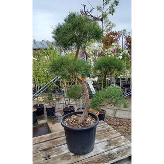 Borovice lesní - bonsai, květináč 40 litrů
