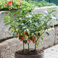 Paprika čínská 'Tropfen chilli' Bio květináč 12cm