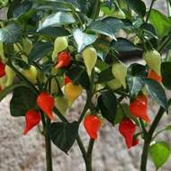 Paprika čínská 'Tropfen chilli' Bio květináč 12cm