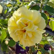Růže 'Inka' květináč 4,6 litru