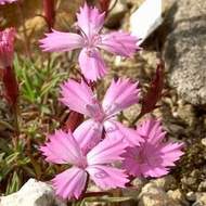 Hvozdík subsp. Pindicola květináč 9cm
