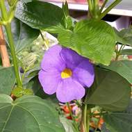 Černooká Zuzana fialová květináč 17cm