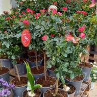 Růže 'Zepeti'® kmínek 40cm, 6 litrů