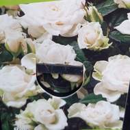 Růže 'Schneeflocke' výška 20/30cm, květináč 1,4 litru