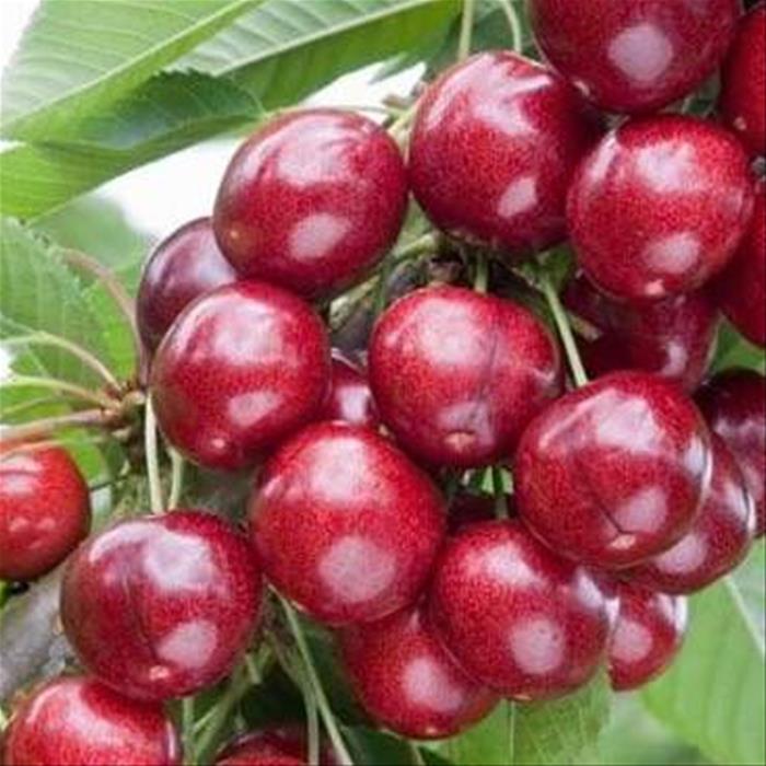 Tresen Sweet Heart (Sweet Heart, Tresen Sweet, Tresen Sweet Heart) Tresen Sweet Heart