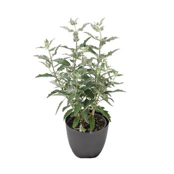 Ořechokřídlec klandonský výška 20/30cm, květináč 1,5 litru