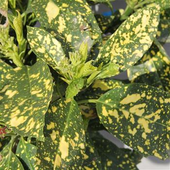 Aukuba japonská 'Crotonifolia Gold' květináč 5 litrů, výška 40/60cm, keř