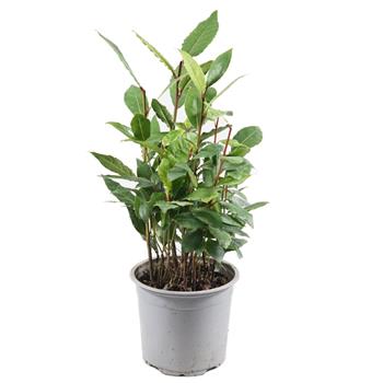 Bobkový list Vavřín vznešený květináč 14cm