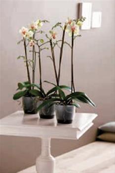 Obal Brussels Orchid 16cm čirá matná ELHO