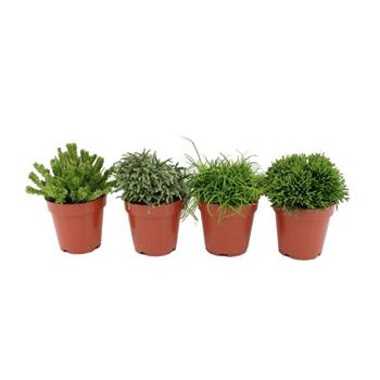 Rhipsalis mix květináč 12cm