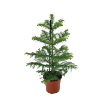 Blahočet ztepilý výška 40/+cm, květináč 14cm