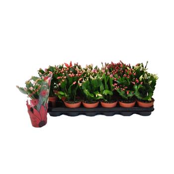 Velikonoční kaktus mix, květináč 9cm