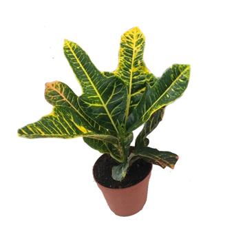 Kroton pestrý květináč 12cm