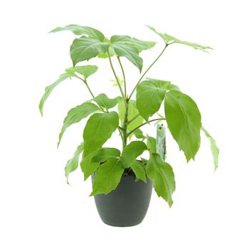 Šeflera výška 80/+cm, květináč 17cm