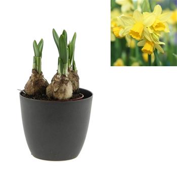 Narcis Tete a Tete 9cm