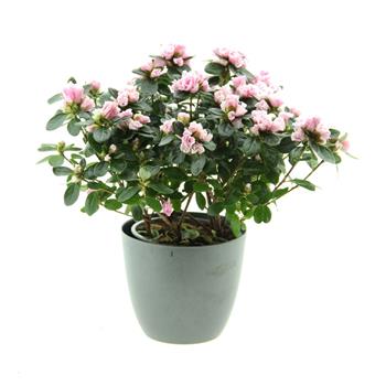 Azalka indická Hortinno mix květináč 14cm