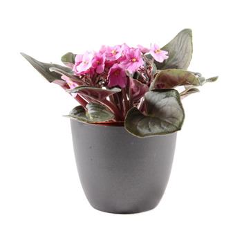 Africká fialka MIX květináč 12cm