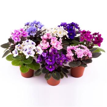 Africká fialka MIX květináč 12cm