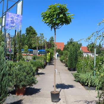 Katalpa trubačovitá Nana květináč 18 litrů, obvod kmene 8/10cm, kmínek 210cm, strom
