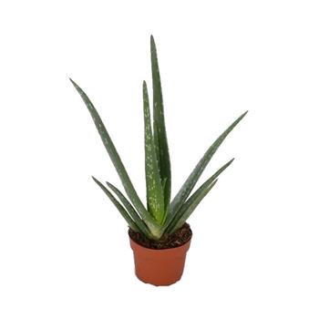Aloe pravá květináč 10cm