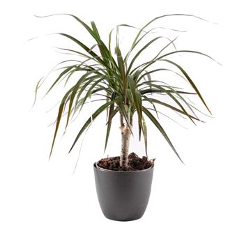 Dračinec vroubený květináč 11cm, kmínek 15cm