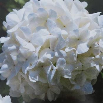 Kalina obecná 'Roseum' květináč 5 litrů, výška 40/50cm, keř