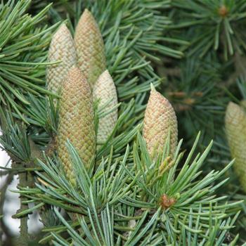 Cedr atlaský Glauca Pendula 10 litrů