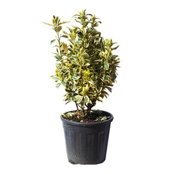 Brslen japonský Bravo květináč 25 litrů, výška 60/80cm, keř