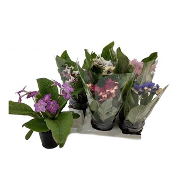 Streptokarpus, tořivka mix, květináč 12cm