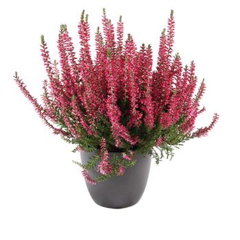 Vřes obecný mix, květináč 12cm