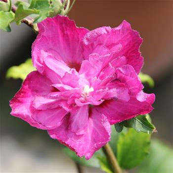 Ibišek syrský Purple Ruffles květináč 3 litry, výška 30/40cm, keř