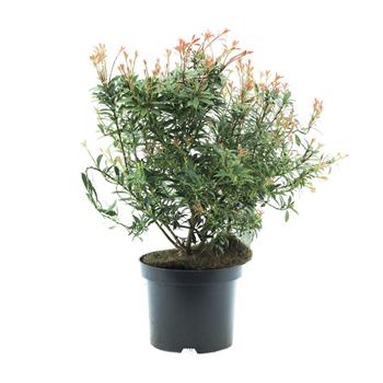 Pieris japonský Little Heath květináč 2 litry, výška 20/25cm, keř