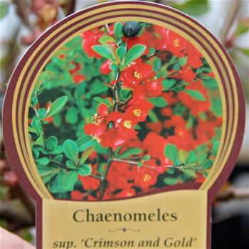Kdoulovec nádherný Crimson and Gold květináč 2,5 litru, výška 20/30cm, keř