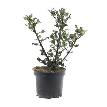 Cesmína Blue Angel květináč 2,5 litru, výška 30/40cm, keř, samice