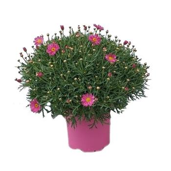 Kopretinovec dřevnatý - růžový, květináč 18cm