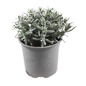 Levandule lékařská květináč 14cm