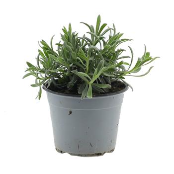 Levandule lékařská květináč 14cm