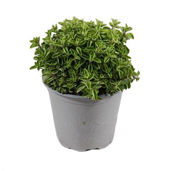 Dobromysl obecná květináč 14cm