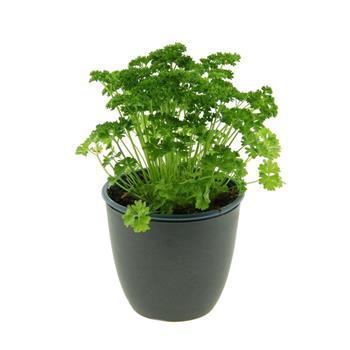 Petržel kadeřavá květináč 14cm