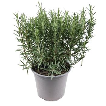Rozmarýn lékařský květináč 14cm