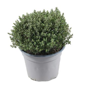 Tymián obecný květináč 14cm