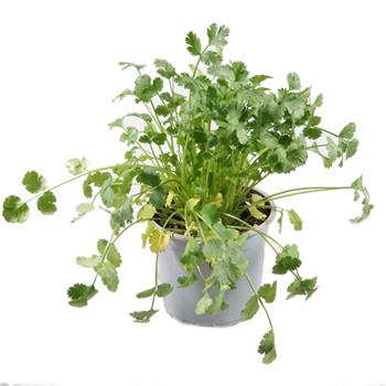 Koriandr setý květináč 14cm