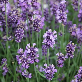Levandule úzkolistá Hidcote květináč 18cm