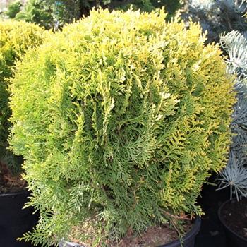 Zerav východní 'Compacta Aurea Nana' květináč 15 litrů, průměr 30/40cm, keř