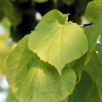 Lípa srdčitá Greenspire obvod 10/12, 30 litrů