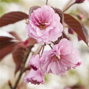 Třešeň pilovitá Royal Burgundy výška 100/125cm, květináč 10 litrů, sakura