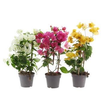 Bugenvilea mix, květináč 11cm