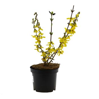 Zlatice prostřední Goldrausch květináč 2,5 litru, výška 40/50cm, keř
